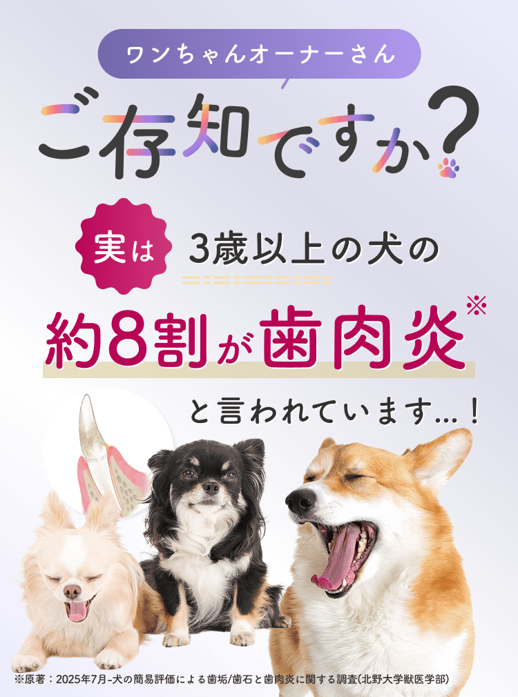 ワンちゃんオーナーさんご存じですか？実は3歳以上の犬の約8割が歯肉炎と言われています！