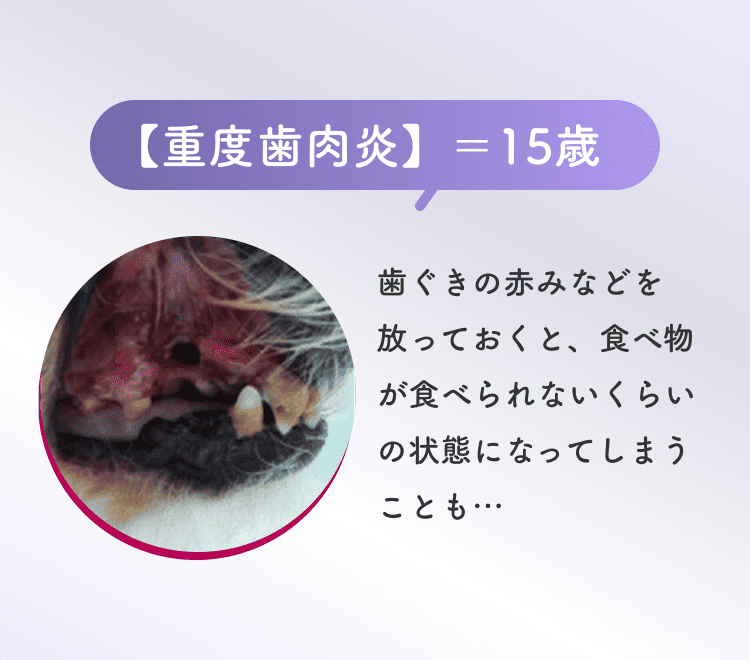 重度歯肉炎の15歳、歯ぐきの赤みなどを放っておくと、食べ物が食べられないくらいの状態になってしまうことも…