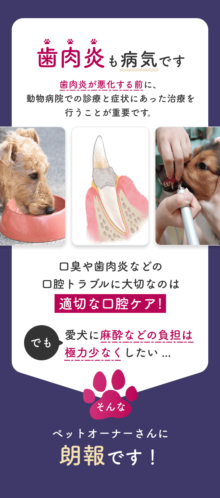 歯肉炎も病気です。歯肉炎が悪化する前に、動物病院での診療と症状にあった治療を行うことが重要です。口臭や歯肉炎などの口腔トラブルに大切なのは適切な口腔ケア！でも愛犬に麻酔などの負担は極力少なくしたい…そんなペットオーナーさんに朗報です！