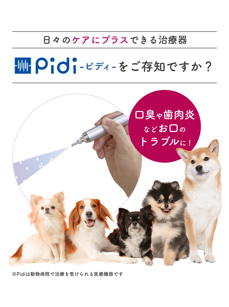 日々のケアにプラスできる治療器Pidi（ピディ）をご存知ですか？口臭や歯肉炎などお口のトラブルに！Pidiは動物病院で治療を受けられる医療機器です