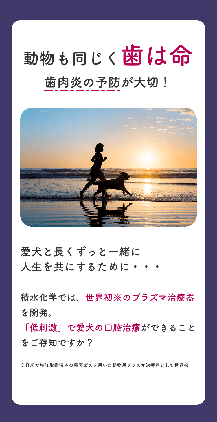 動物も同じく歯は命。歯肉炎の予防が大切！愛犬と長くずっと一緒に人生を共にするために。積水化学では世界初のプラズマ治療器を開発。「簡単に」「低刺激」で愛犬の口腔治療ができることをご存知ですか？